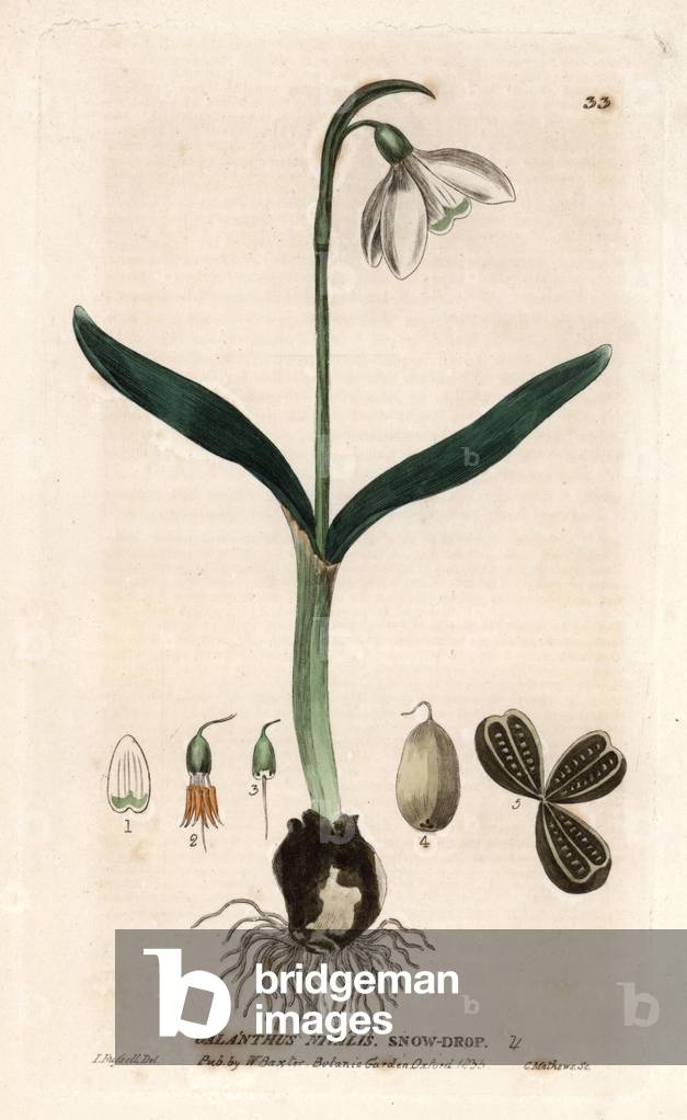 Drill snow. Coloured copper engraving from a drawing by Isaac Russell from William Baxter's book “English Botanical Phenomenes””, 1834. William Baxter (1788-1871) was the curator of the Oxford Botanical Garden from 1813 to 1854. Snowdrop, Galanthus nivalis. Handcoloured copperplate engraving from a drawing by Isaac Russell from William Baxter's “” British Phaenogamous Botany”” 1834. Scotsman William Baxter (1788-1871) was the curator of the Oxford Botanic Garden from 1813 to 1854.