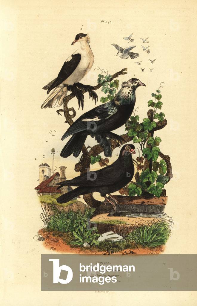 Pigeon varieties, Columba livia: hirondelle, glouglou tambour, polonais