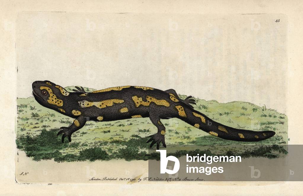 Fire salamander or spotted salamander, terrestrial or common. Copper engraving, illustration by Frederick Polydor Nodder (1751-1801) and George Shaw for the naturalist collection, published in 1790 by George Shaw. Fire Salamander. Salamandra salamandra. Named for its supposed immunity to fire. Handcolored copperplate engraving, illustration signed SN (George Shaw and Frederick Polydor Nodder (1751-1801), artist and engraver) from George Shaw's “” Naturalist's Miscellany”” (1790).