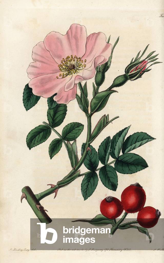 Rosa caucasea with pink flower, bud and rosehips. Handcoloured copperplate engraved by Watts from an illustrat