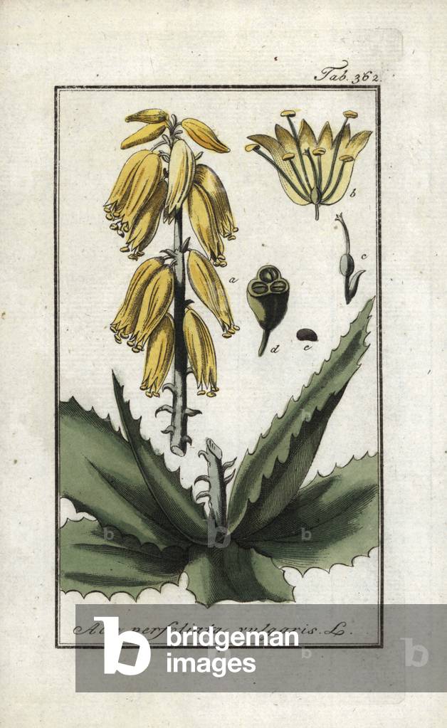 Image of Aloe Vera in Blte (Aloe perfoliata vulgaris). Lithografie aus  Afbeelding