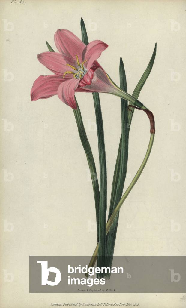 Rosepink zephyr lily or pink rain lily, Zephyranthes carinata. Handcoloured botanical illustration drawn and engraved by William Clark from Richard Morris's “Flora Conspicua” London, Longman, Rees, 1826. William Clark was former draughtsman to the London Horticultural Society and illustrated many botanical books in the 1820s and 1830s.