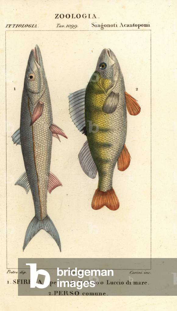 European barracuda, Sphyraena sphyraena 1, and perch, Perca fluviatilis 2