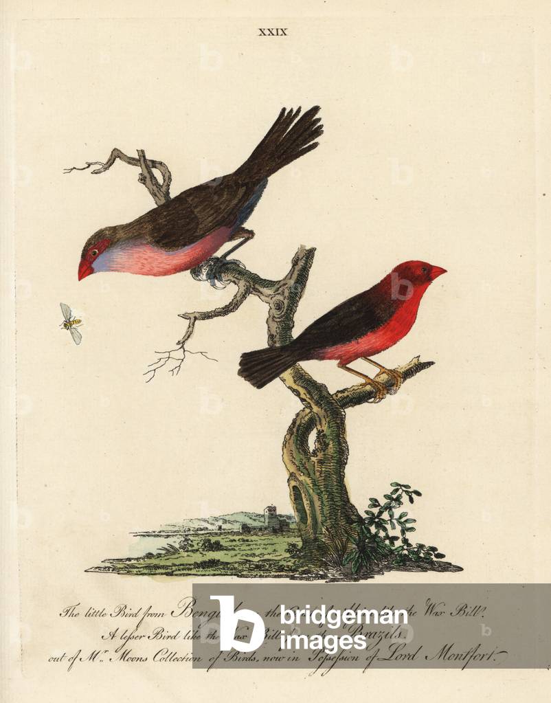 Astrild waxbilled finch, Loxia astrild beta, and white-tailed waxbilled finch, Loxia astrild beta, and white-tailed waxbilled finch, Loxia leucera). Handcoloured copperplate engraving by Peter Brown from his New Illustrations of Zoology.