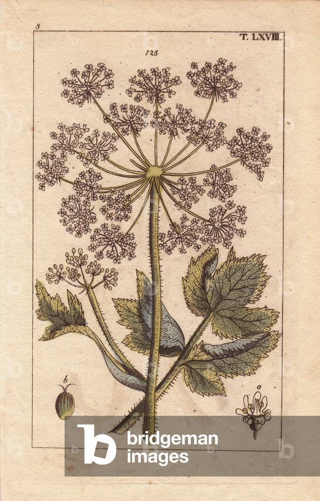 Common hogweed with white flowers, Heracleum sphondylium