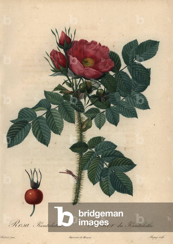 Crimson Japanese rose; Rosa rugosa.