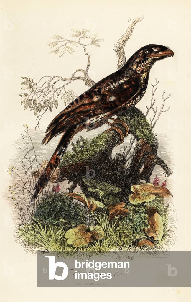 Papuan frogmouth, Podargus papuensis