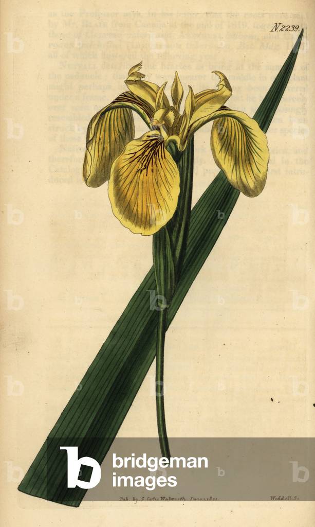 Yellow flag, yellow iris or water flag, Iris pseudacorus var. pallidoflava. Handcoloured copperplate engraving by Weddell from Samuel Curtis' Botanical Magazine, London, 1822.