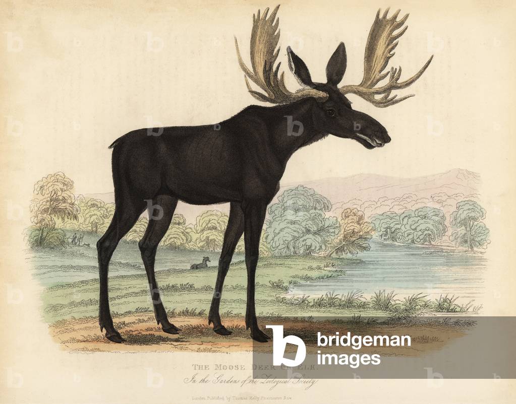 Moose or elk, Alces alces.