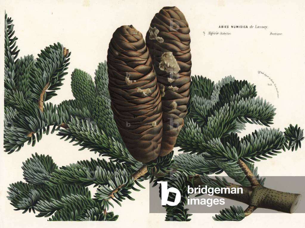 Algerian fir, Abies numidica. Critically endangered. Handcoloured lithograph from Louis van Houtte and Charles Lemaire's Flowers of the Gardens and Hothouses of Europe, Flore des Serres et des Jardins de l'Europe, Ghent, Belgium, 1867-1868.
