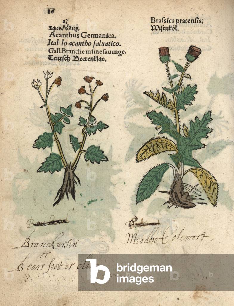 Cow parsnip, Heracleum sphondylium, and creeping thistle. Cirsium arvense. Handcoloured woodblock engraving of a botanical illustration from Adam Lonicer's Krauterbuch, or Herbal, Frankfurt, 1557. This from a 17th century pirate edition or atlas of illustrations only, with captions in Latin, Greek, French, Italian, German, and in English manuscript.