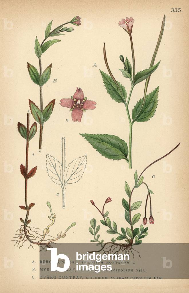 Species of willowherb, Epilobium