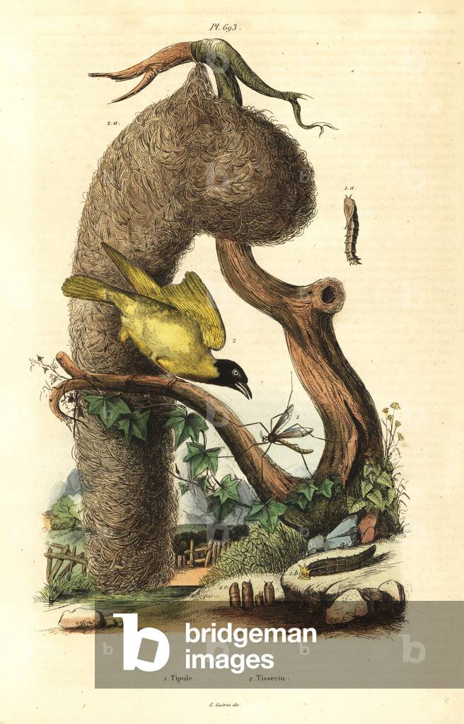 Village weaver bird and nest, Ploceus cucullatus, and crane fly, Tipula species