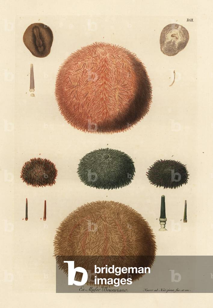 Sea urchins with various coloured spines. Sea urchins with red, brown and green spines, edible sea urchin, Echinus esculentus 1, Metalia spatagus with brown spines 6. Handcoloured copperplate drawn and engraved by Georg Wolfgang Knorr from his Deliciae Naturae Selectae of Kabinet van Zeldzaamheden der Natuur, Blusse and Son, Nuremberg, 1771. Specimens from a Wunderkammer or Cabinet of Curiosities of Johann Ambrosius Beurer.