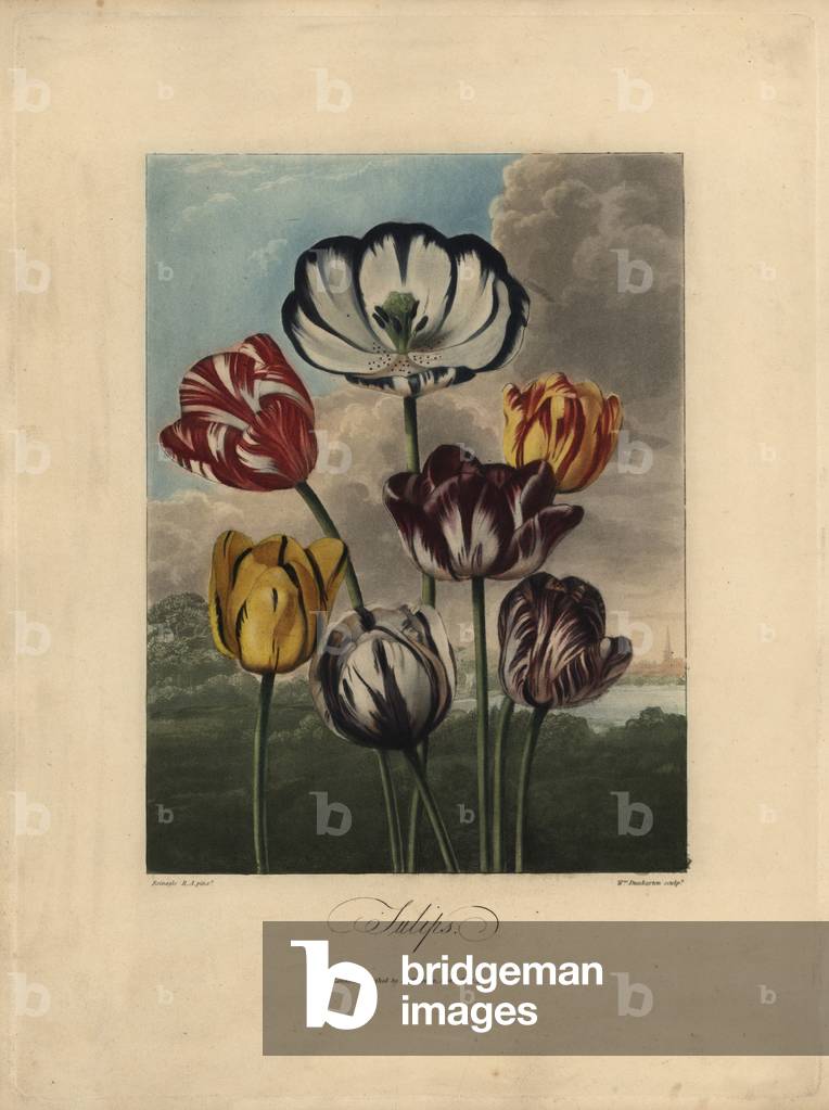 Tulip varieties from Thornton's 