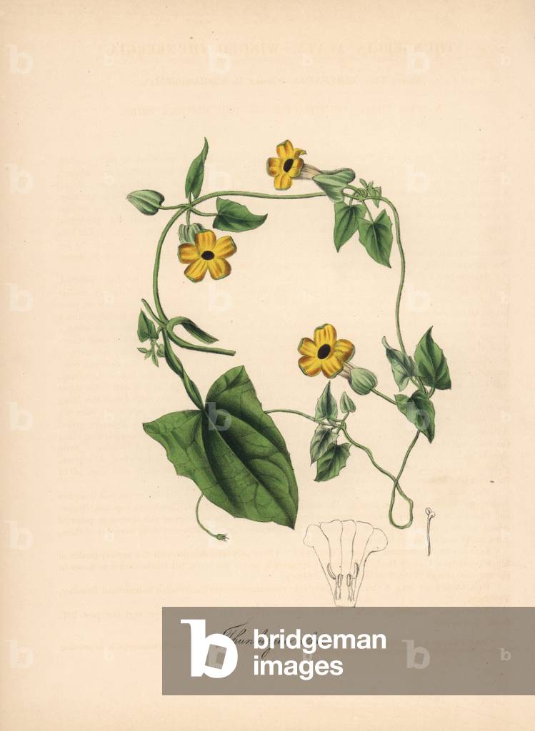 Black-eyed suzanne - Black-eyed susan vine, Thunbergia alata. Handcoloured zincograph by C. Chabot drawn by Miss M. A. Burnett from her “” Plantae Utiliores: or Illustrations of Useful Plants,”” Whittaker, London, 1842. Miss Burnett drew the botanical illustrations, but the text was chiefly by her late brother, British botanist Gilbert Thomas Burnett (1800-1835).