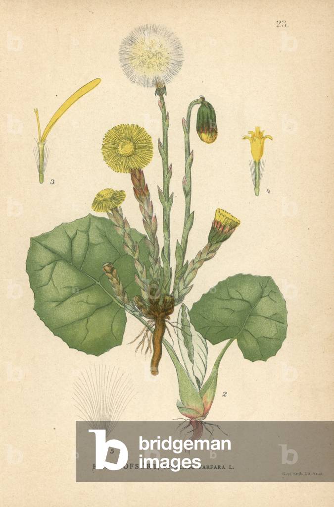 Coltsfoot, Tussilago farfara