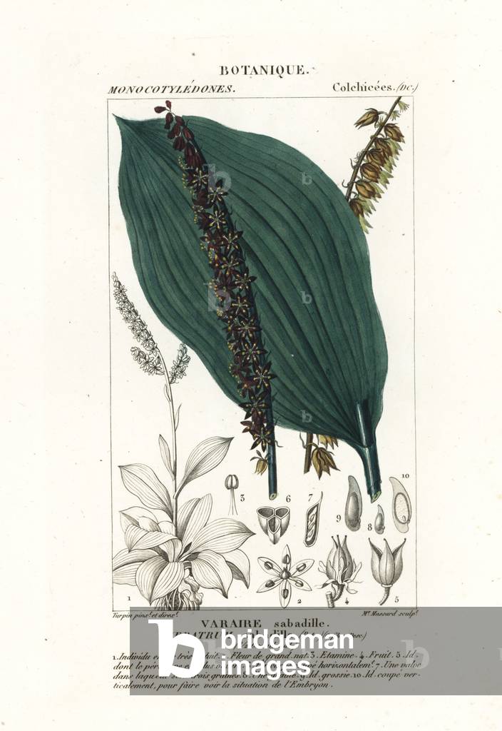 Sabadilla, Schoenocaulon officinale