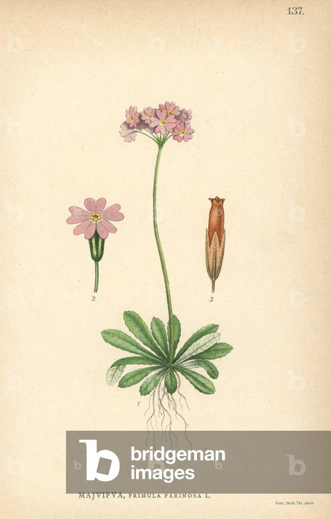 Bird's eye primrose, Primula farinosa