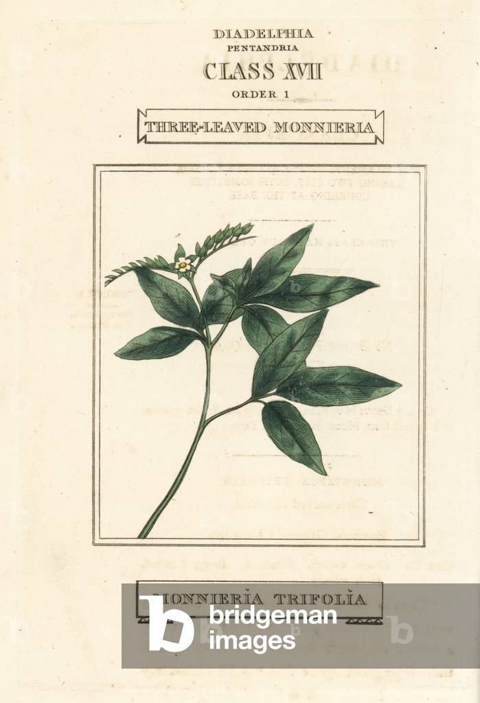 Ertela trifolia (Three-leaved monnieria, Monnieria trifolia). Handcoloured copperplate engraving after an illustration by Richard Duppa from his The Claves and Orders of the Linnaean System of Botany, Longman, Hurst, London, 1816.