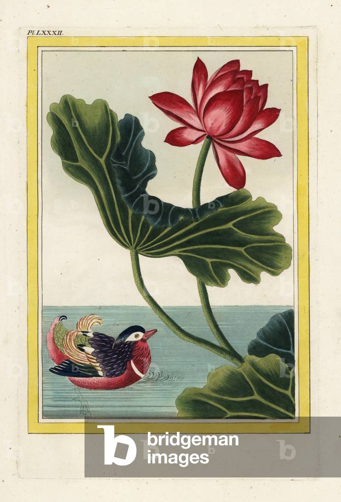 China's red water lily. Sacred lotus, Nelumbo nucifera, and Mandarin duck, Aix galericulata. Handcoloured etching from Pierre Joseph Buchoz 'Precious and illuminated collection of the most beautiful and curious flowers, grown both in the gardens of China and in those of Europe, Paris, 1776.