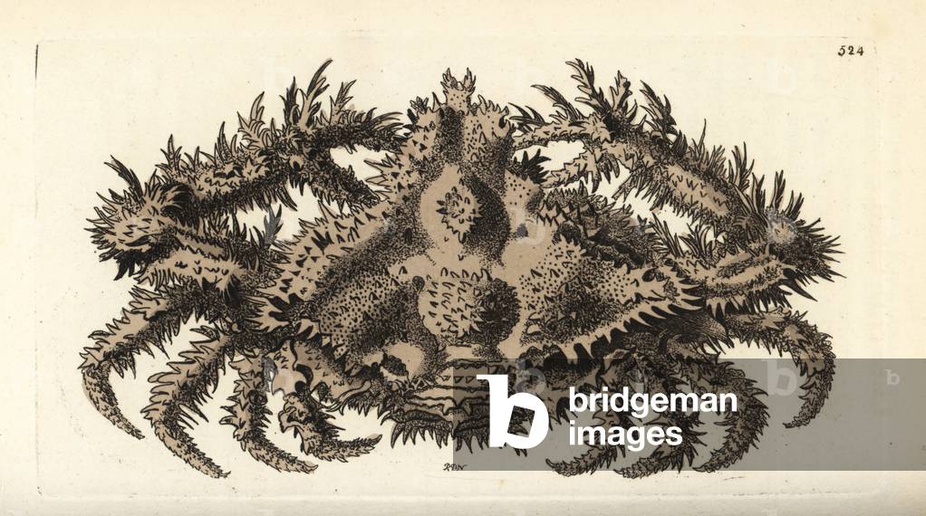 Horrid elbow crab, Daldorfia horrida (Crested crab, Cancer cristatus). Illustration drawn and engraved by Richard Polydore Nodder. Handcoloured copperplate engraving from George Shaw and Frederick Nodder's The Naturalist's Miscellany, London, 1802.