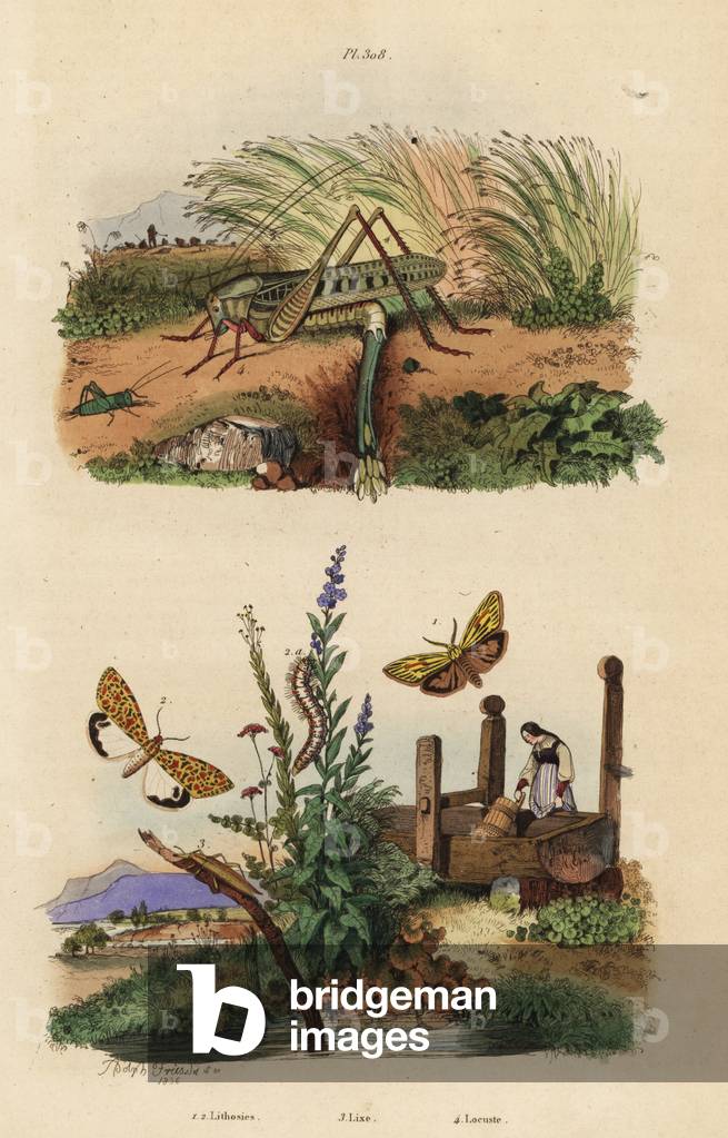 Female wart biter locust laying eggs, Decticus verrucivorus 4, feathered footman, Spiris striata 1, and crimson-speckled flunkey, Utetheisa pulchella 2, and Lixus paraplecticus beetle 3. Lithosies, lixe, locuste
