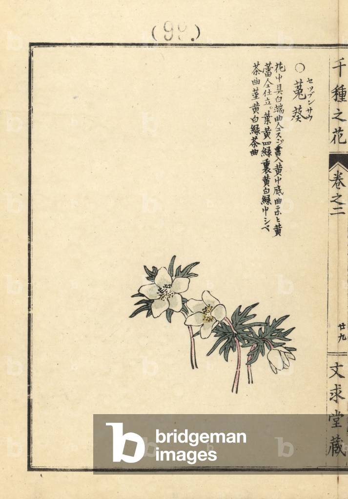 Setsubunsou or winterstern, Shibateranthis pinnatifida. Handcoloured woodblock print by Kono Bairei from Senshu no Hana (One Thousand Varieties of Flowers), Bunkyudo, Kyoto, 1900.