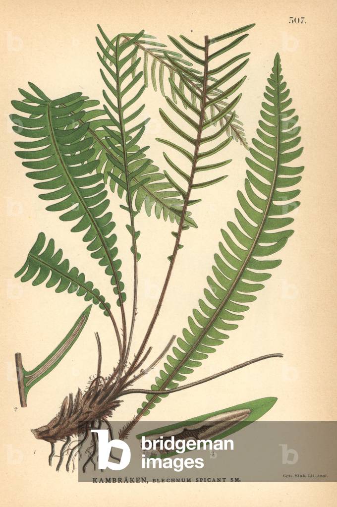 Deer fern, Blechnum spicant