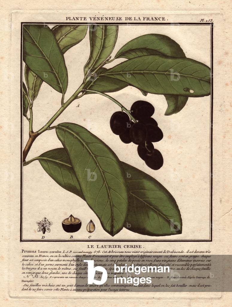 Cherry laurel (Prunus laurocerasus). Venenous plant, description of a branch with its black berries. Details of the fruit, its cup and a flower. Eau forte en couleurs 18th century, in Herbier de la France (1780-1793), drawing, engraving and printing by Jean Baptiste Francois Pierre Bulliard (1742-1793), French botanist.