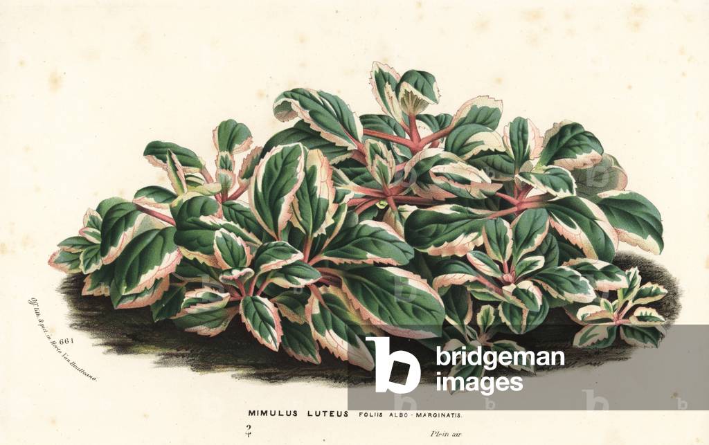 Yellow monkey-flower, Mimulus luteus, with white-edged leaves, foliis albo-marginatis. Handcoloured lithograph from Louis van Houtte and Charles Lemaire's Flowers of the Gardens and Hothouses of Europe, Flore des Serres et des Jardins de l'Europe, Ghent, Belgium, 1870.