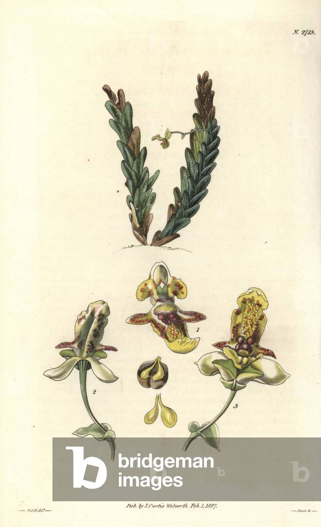 Beautiful parasite orchid (Lockhartia, yellow flowers, scarlet spotted. Originally from the island of Trinidad. Illustration of Wiliam Jackson Hooker (1785-1865), British botanist and writer, professor at the University of Glasgow (Scotland) and editor of Curtis's Botanical Magazine from 1827 to 1865. Grave by Swan, Strong Water published in William Curtis's The Botanical Magazine, 1827.