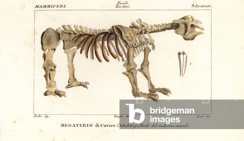 Fossil skeleton of the giant ground sloth, Megatherium americanum