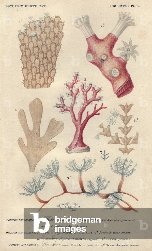 Different types of corals. Different types of corals and bryozoans including hornwrack (Flustra foliacea), precious coral or red coral (Corallium rubrum), soft coral (Cornuluria elegans) and fan coral (Sertularia pumila).