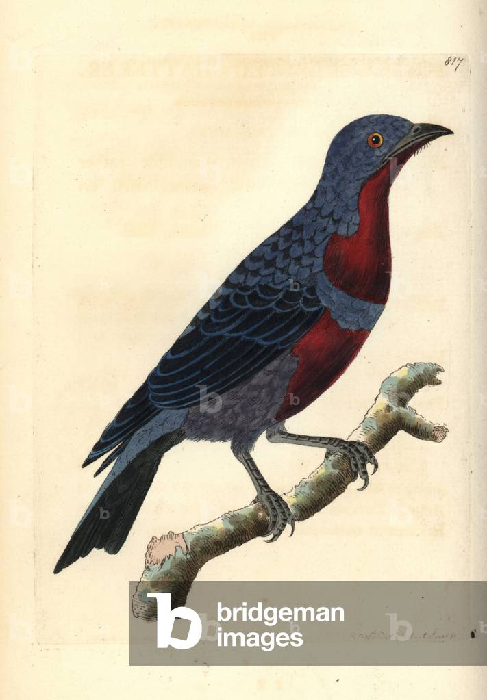 Purple-breasted cotinga, Cotinga cotinga (Purple-breasted chatterer, Ampelis cotinga). Illustration drawn and engraved by Richard Polydore Nodder. Handcoloured copperplate engraving from George Shaw and Frederick Nodder's The Naturalist's Miscellany, London, 1806.