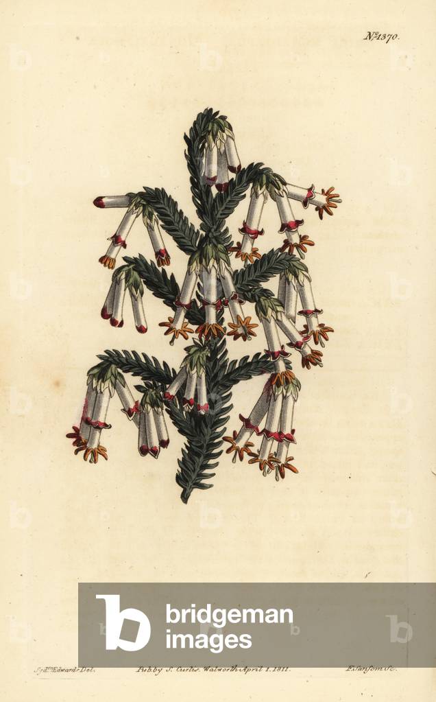 Monadelphous heath, Erica monadelpha