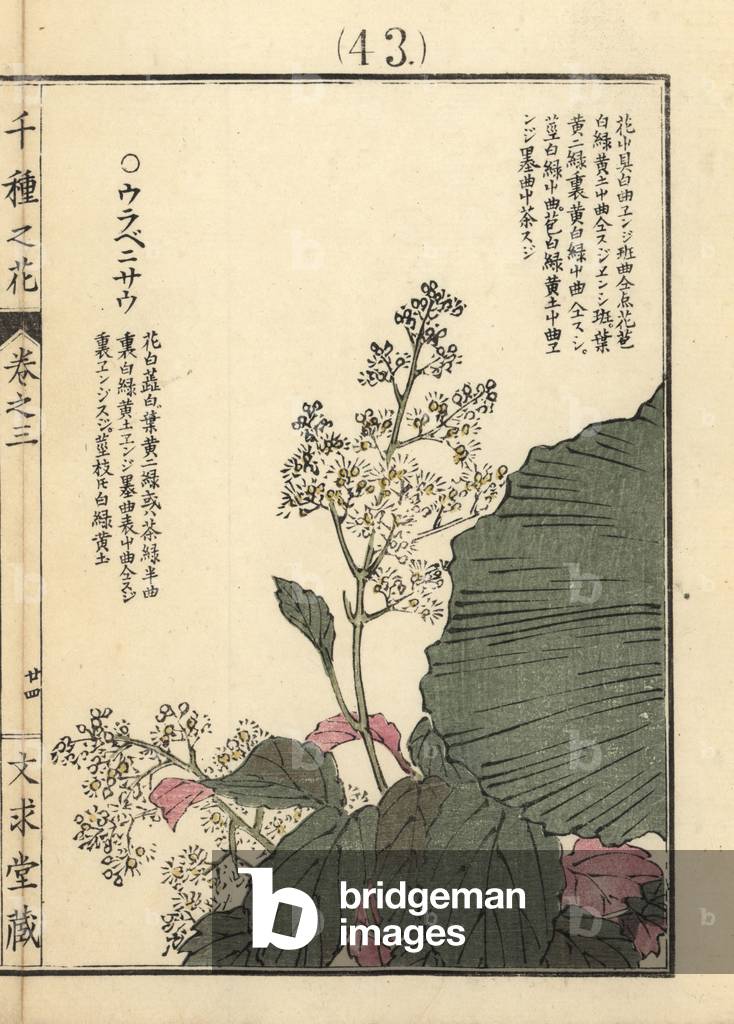 Urabenisou. Unknown species of plant with red backed foliage. Handcoloured woodblock print by Kono Bairei from Senshu no Hana (One Thousand Varieties of Flowers), Bunkyudo, Kyoto, 1889.