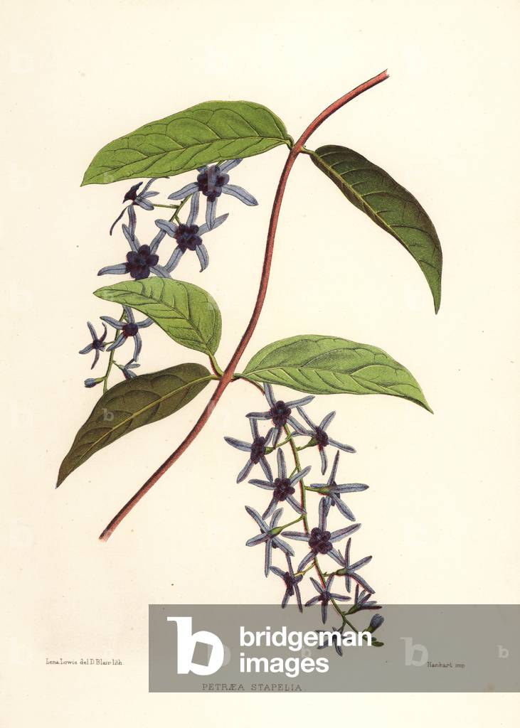 Sandpaper vine, Petrea volubilis (Petraea stapelia)