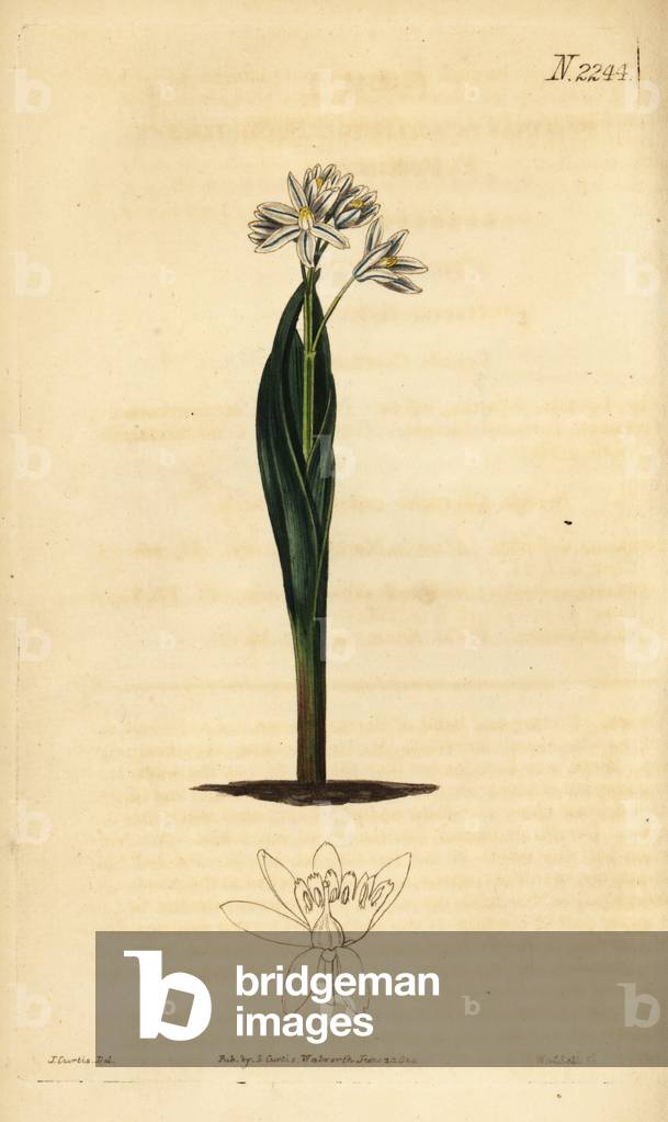 Striped squill, Puschkinia scilloides. Handcoloured copperplate engraving by Weddell after an illustration by John Curtis from Samuel Curtis' Botanical Magazine, London, 1822.