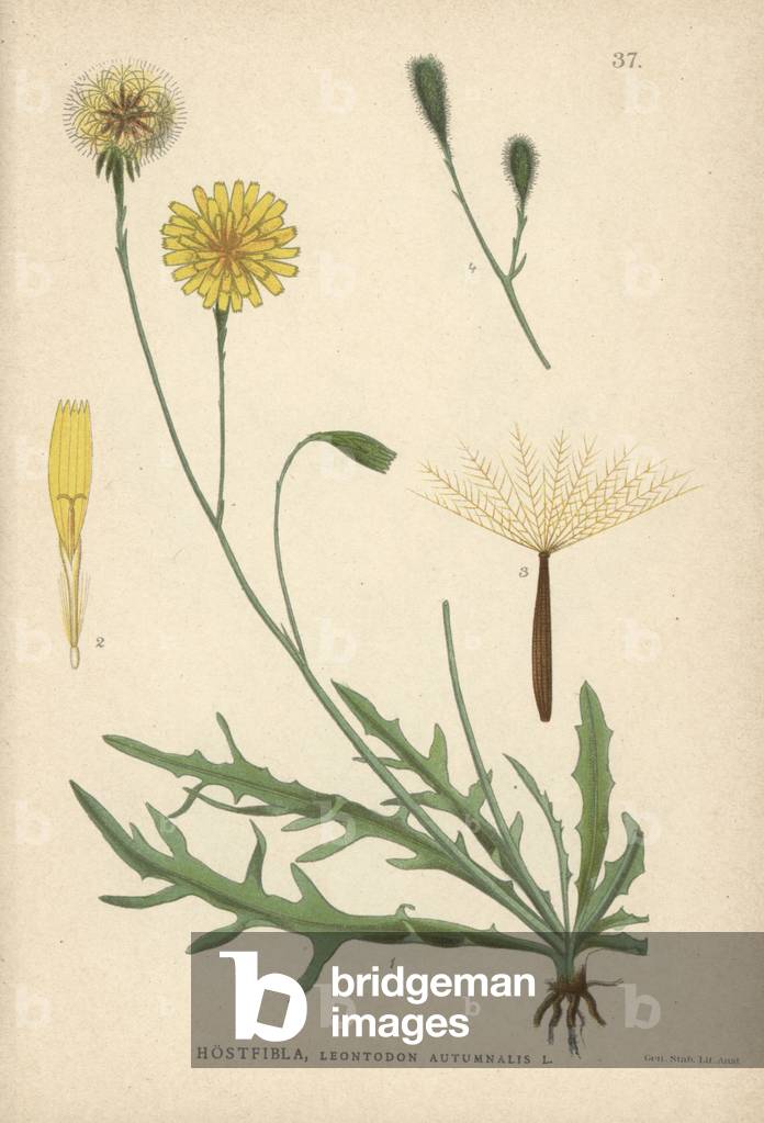 Autumn hawkbit, Leontodon autumnalis
