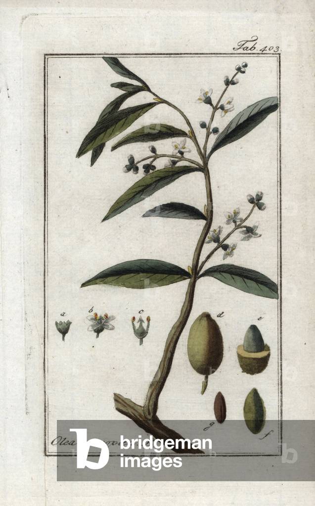 Olivier (Olea europaea). Lithograph from “Afbeelding der Artseny-Gewassen” by Johannes Zorn (1739-1799), Netherlands, 1796. Olive tree, Olea europaea. Handcoloured copperplate botanical engraving from J. Zorn's “Afbeelding der Artseny-Gewassen,” Amsterdam, 1796.