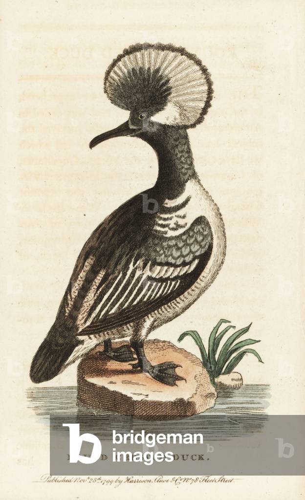 Hooded merganser, Lophodytes cucullatus. (Round crested duck, Mergus cucullatus) Illustration copied from George Edwards. Handcoloured copperplate engraving from “” The Naturalist's Pocket Magazine,”” Harrison, London, 1799.