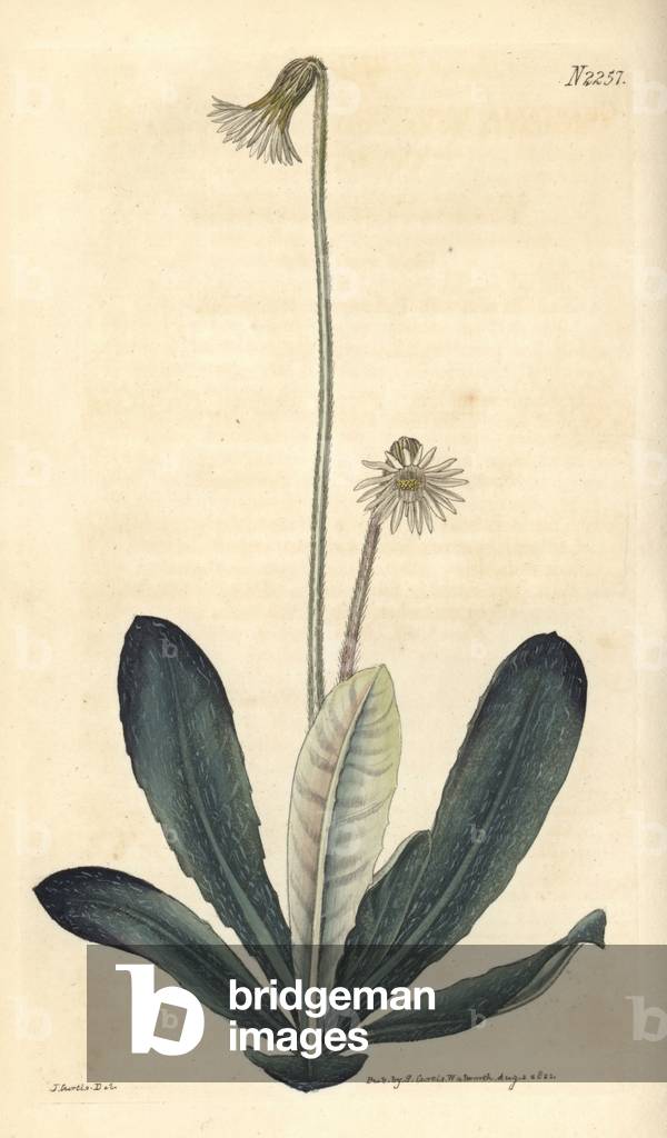 Pineland daisy, Chaptalia tomentosa (Wooly-leaved chaptalia). Handcoloured copperplate engraving after a drawing by John Curtis for Samuel Curtis' continuation of William Curtis' Botanical Magazine, London, 1821.