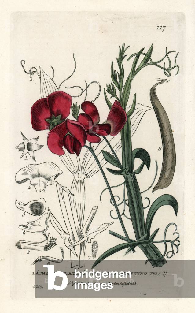Perennial peas. Coloured copper engraving from a drawing by C. Mathews from William Baxter's book “English Botanical Phenomenes””, 1834. William Baxter (1788-1871) was the curator of the Oxford Botanical Garden from 1813 to 1854. Everlasting pea, Lathyrus latifolius. Handcoloured copperplate engraving by Charles Mathews from William Baxter's “” British Phaenogamous Botany”” 1834. Scotsman William Baxter (1788-1871) was the curator of the Oxford Botanic Garden from 1813 to 1854.