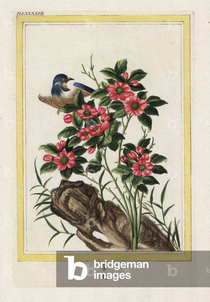 The Chinese Simple Rose has 3 leaves. Chinese rose, Rosa species. Handcoloured etching from Pierre Joseph Buchoz 'Precious and illuminated collection of the most beautiful and curious flowers, grown both in the gardens of China and in those of Europe, Paris, 1776.
