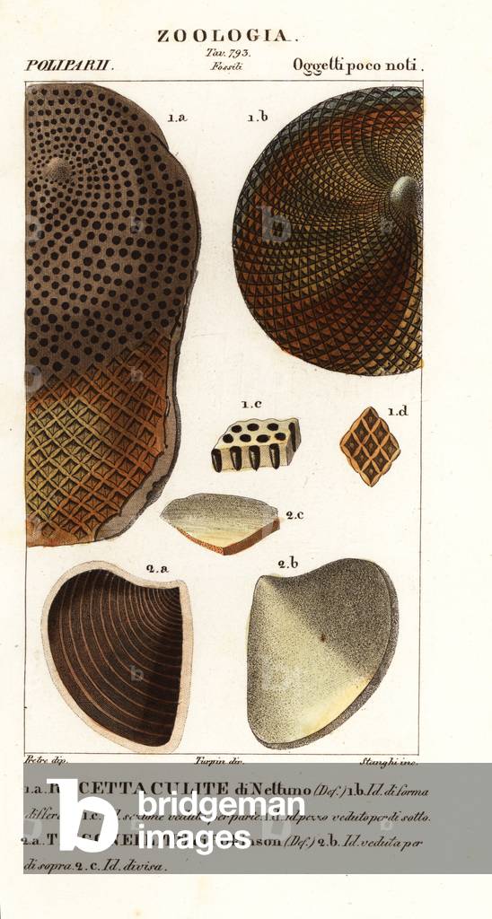 Fossils of extinct corals