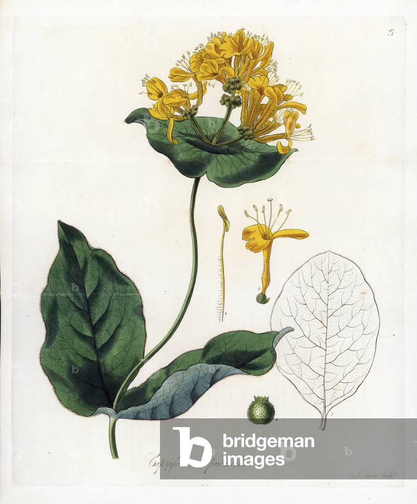 Climbing Owl - Lithography by J. Swan, from an illustration by William Jackson Hooker (1785-1865), extract from Flore Exotic, Scotland, 1823 - Hairy honeysuckle, Lonicera hirsuta (Downy American woodbine, Caprifolium pubescens) - Handcoloured copperplate engraving by J. Swan J. after a botanical illustration by W. Hooker from his own “” Exotic Flora, Blackwood, Edinburgh, 1823