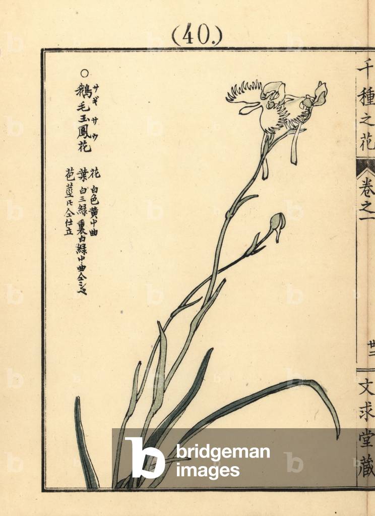 Sagisou or white egret flower, Pecteilis radiata. Handcoloured woodblock print by Kono Bairei from Senshu no Hana (One Thousand Varieties of Flowers), Bunkyudo, Kyoto, 1900.