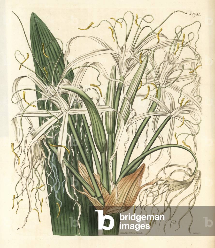 Hymenocalle (Araignee Lily) - Mangrove spider-lily, Hymenocallis latifolia (Expanded-flowered pancratium, Pancratium expansum). Handcoloured botanical engraving from John Sims' Curtis's Botanical Magazine, Couchman, London, 1817.