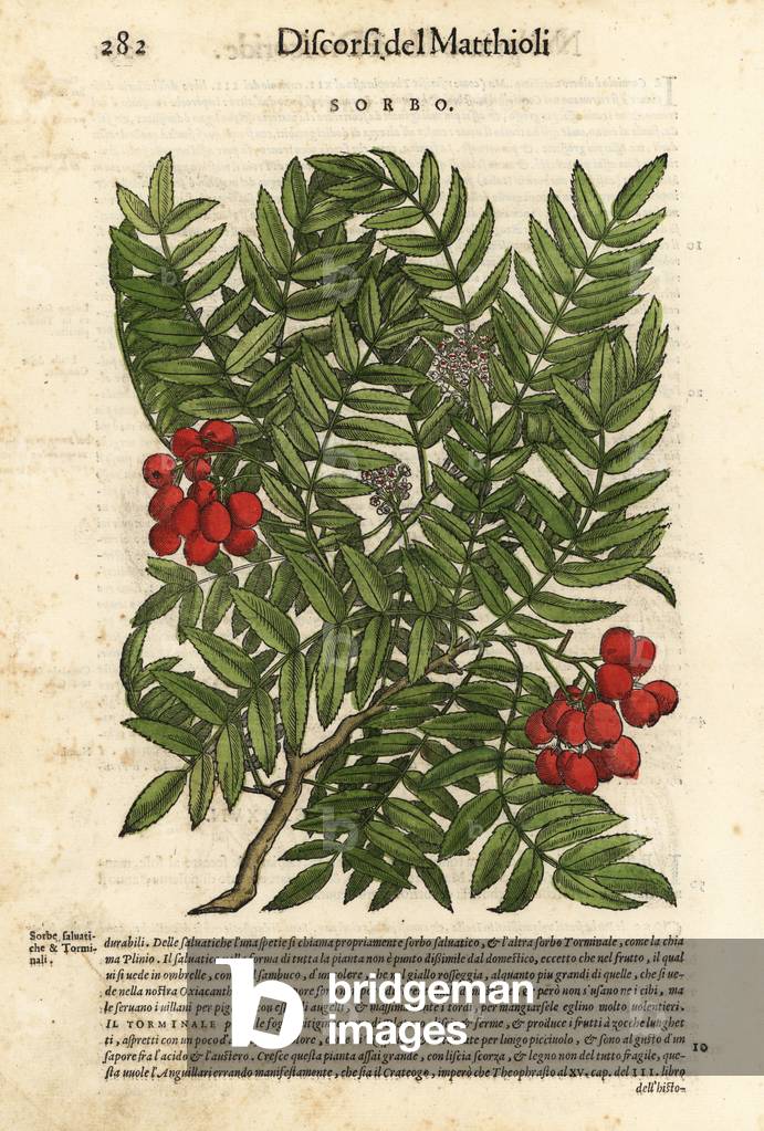 European rowan tree, Sorbus aucuparia. Handcoloured woodblock print by Wolfgang Meyerpick after an illustration by Giorgio Liberale from Pietro Andrea Mattioli's Discorsi di P.A. Matthioli ne i sei libri della Materia Medicinale di Pedacio Dioscoride Anazarbeo (Commentary on the Materia Medica of Dioscorides), Vincenzo Valgrisi, Venice, 1568.